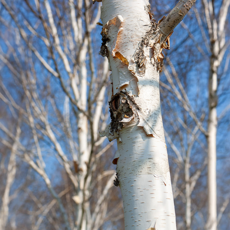 Himalaya-Birke Doorenbos - Betula utilis jaquemontii Doorenbos - Willemse