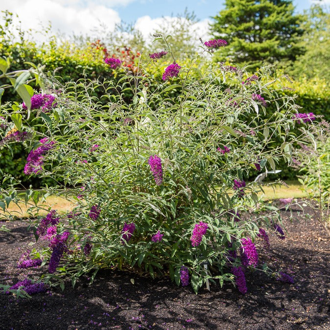 Zwerg-Schmetterlingsflieder ‘Nanho Purple’ - Buddleja davidii Nanho Purple - Willemse