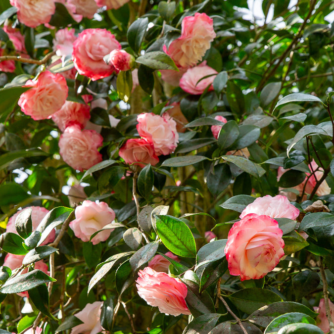 Japanische Kamelie ‘Nuccio’s Pearl’ - Willemse