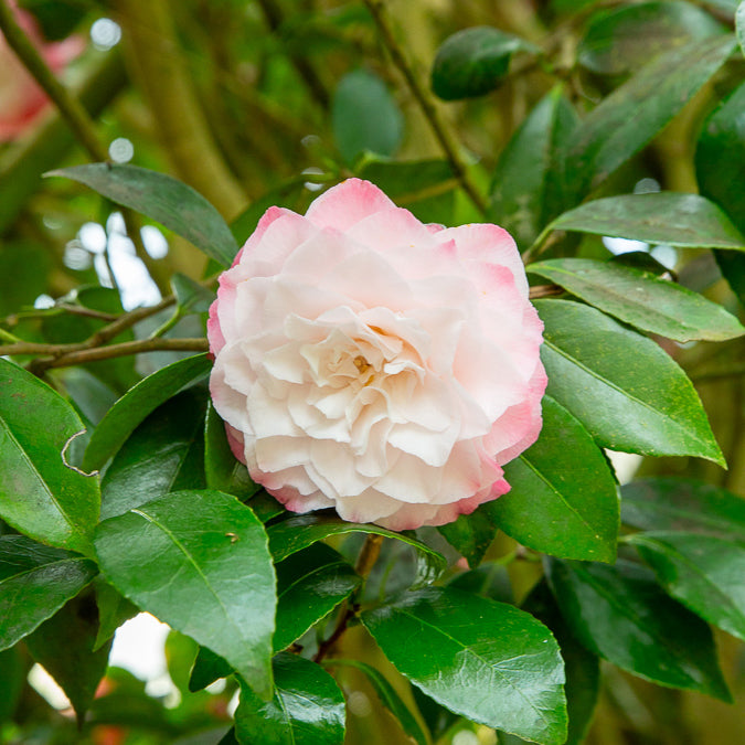 Japanische Kamelie ‘Nuccio’s Pearl’ - Camellia japonica Nuccio's Pearl - Willemse