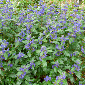 Caryopteris clandonensis Grand Bleu ® Inoveris - Bartblume ‘Grand Bleu®’ - Caryopteris