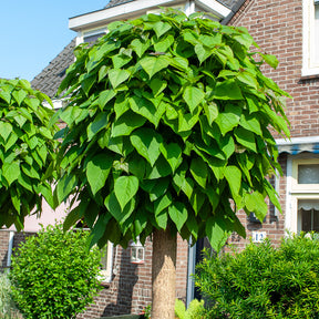 Kugel-Trompetenbaum - Catalpa bignonioides Nana - Willemse