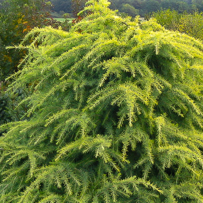 Zwerg-Himalaya-Zeder 'Golden Horizon' - Willemse