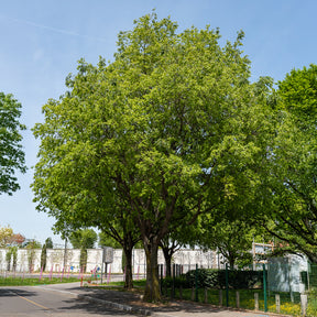 Zürgelbaum - Willemse