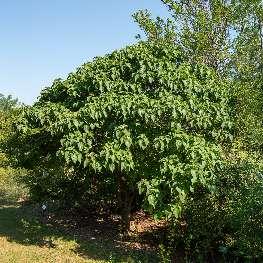 Losbaum (Clerodendrum) - Willemse