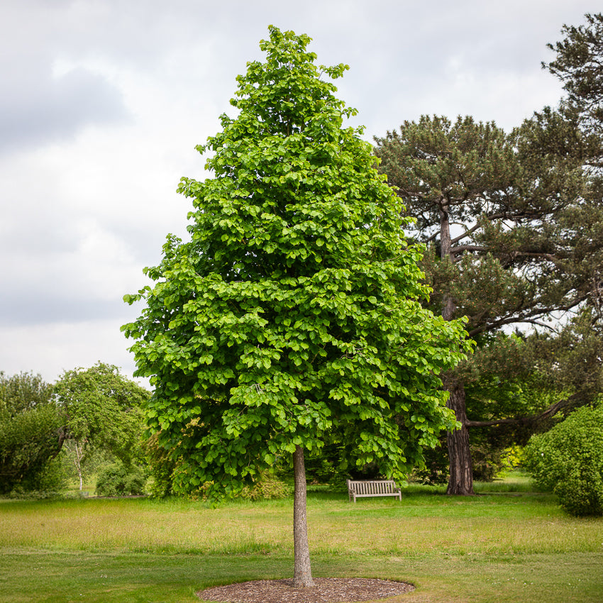 Byzantinischer Haselnussstrauch - Corylus colurna - Willemse