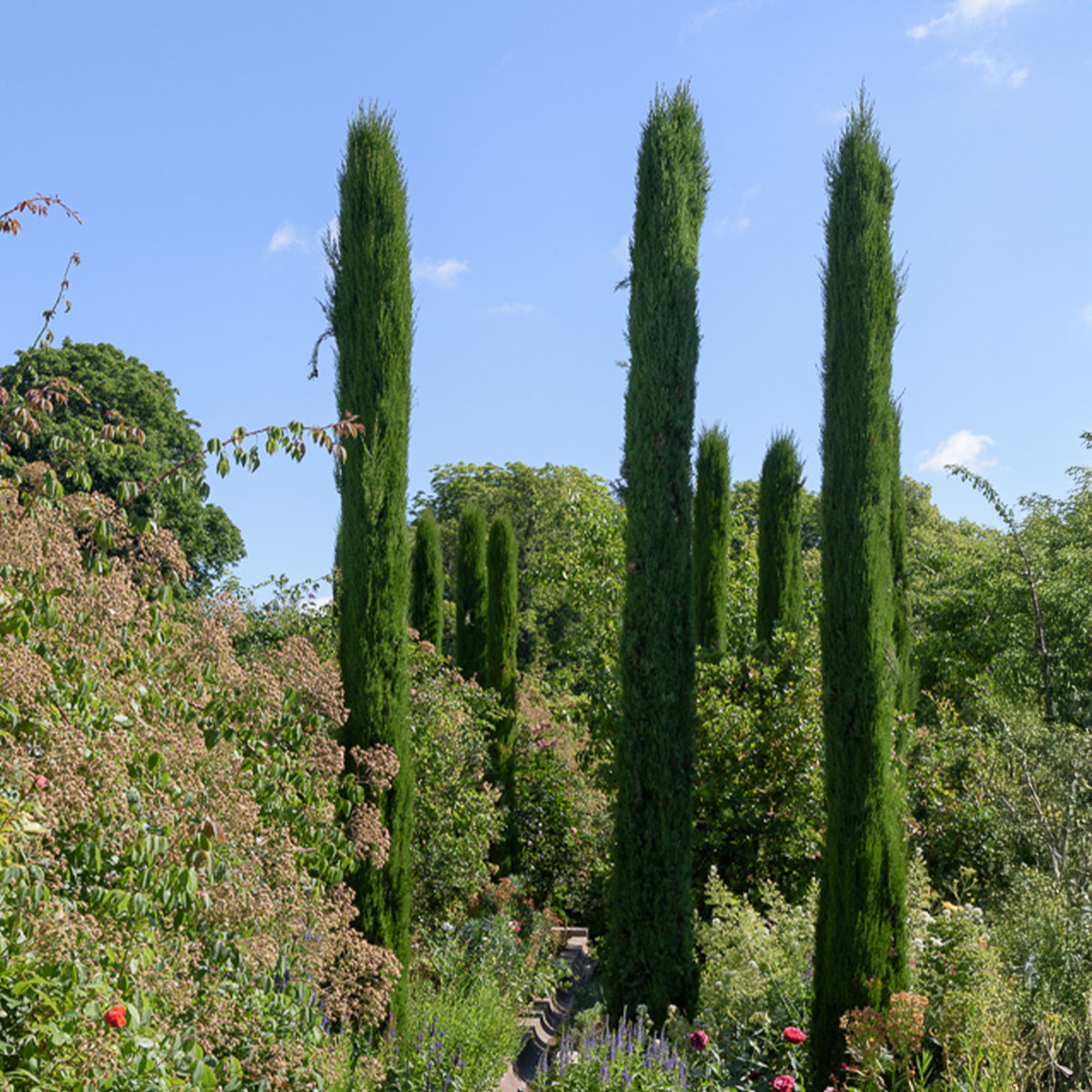 Italienische Zypresse Stricta - Cupressus sempervirens Stricta - Willemse