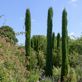 Italienische Zypresse Stricta - Cupressus sempervirens Stricta - Willemse