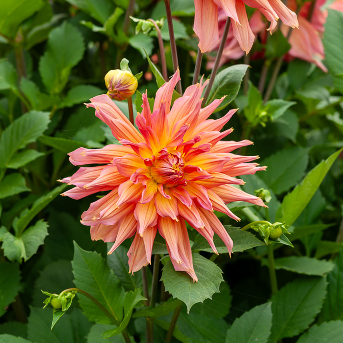 Kaktusdahlie ‘Omega’ - Dahlia Omega - Willemse