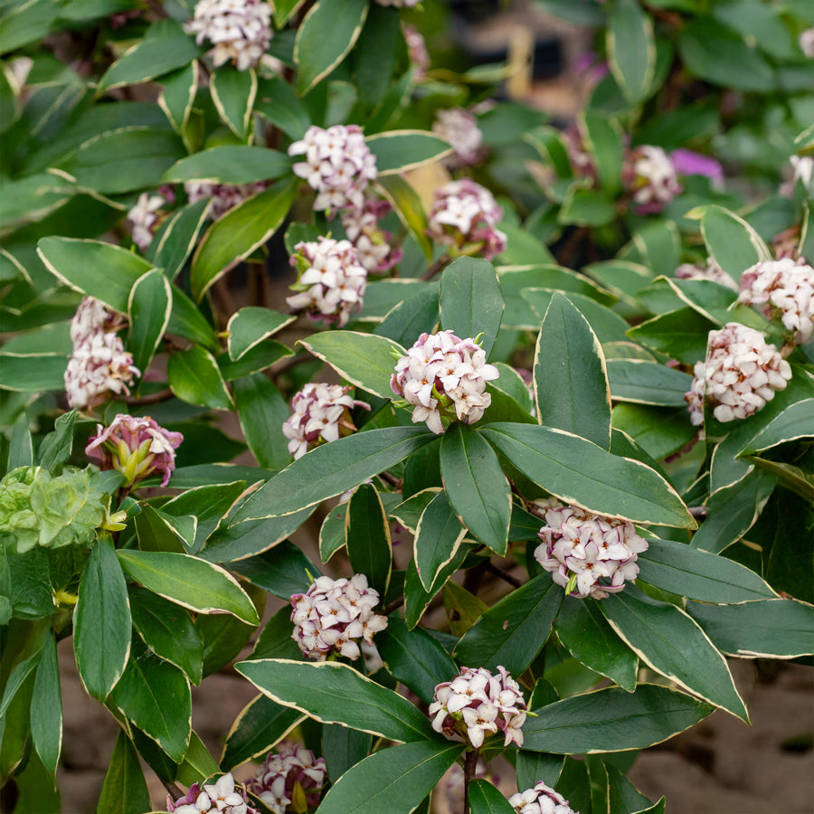 Seidelbast Aureomarginata - Daphne odora Aureomarginata - Willemse