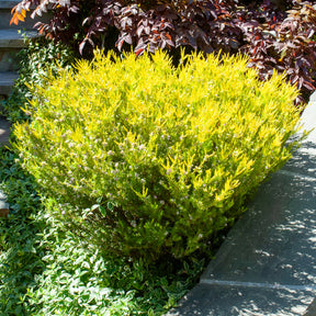 Diosma ‘Sunset Gold’ - Willemse