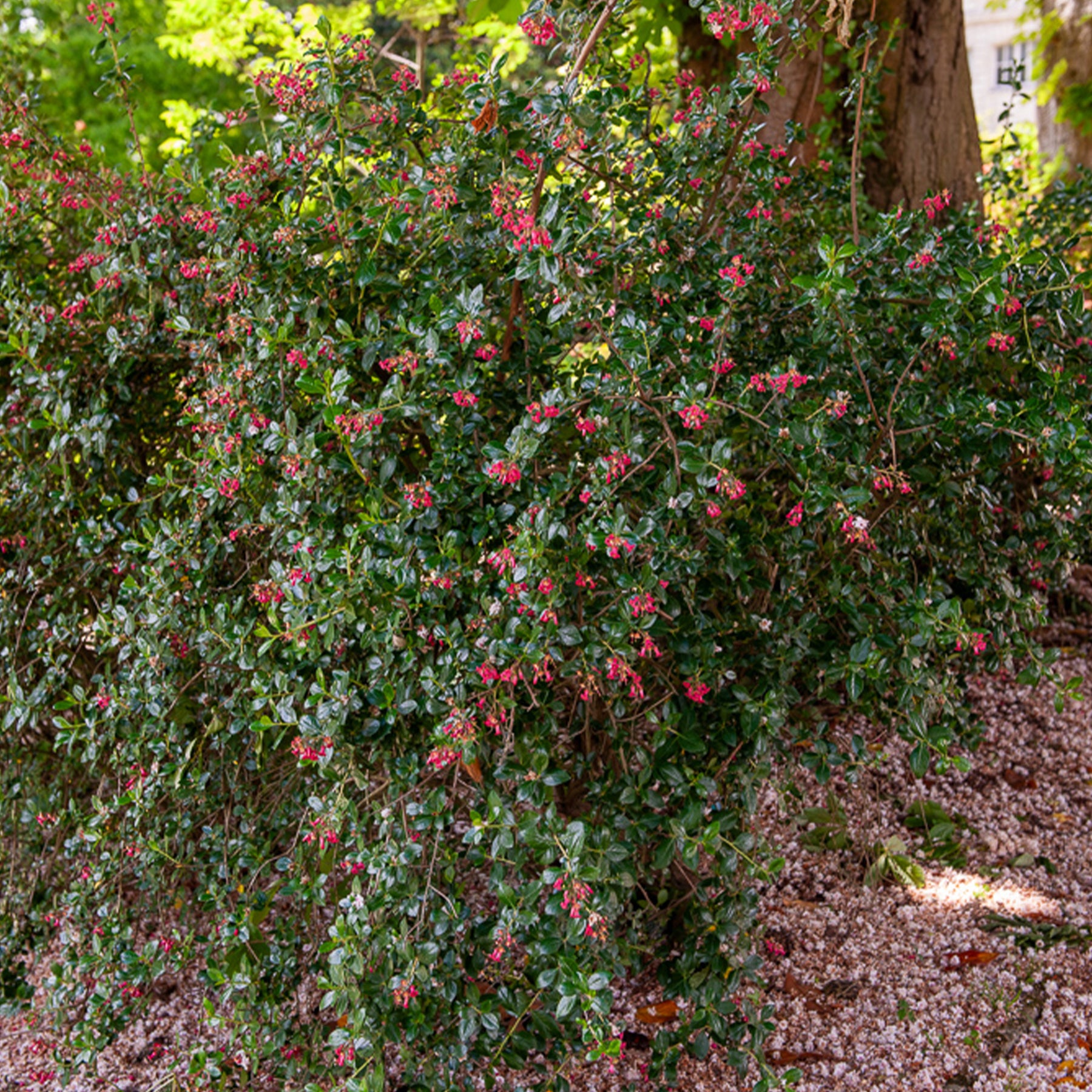 Escallonia Donard Seedling - Willemse