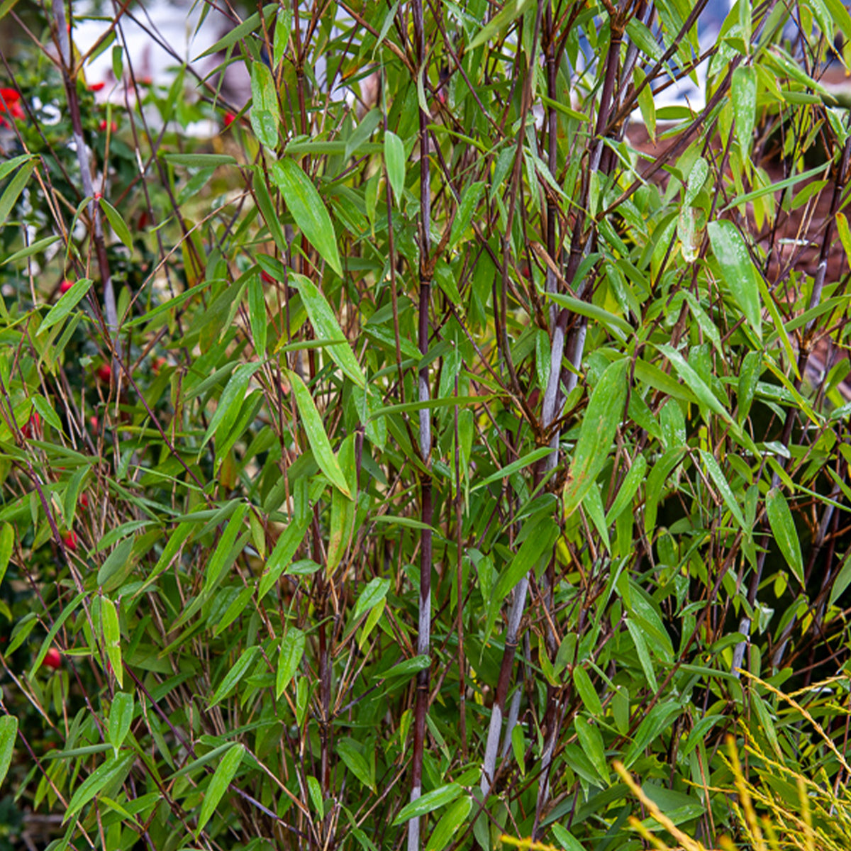 Fargesia ‘Gerry’ - Fargesia demissa Gerry - Willemse