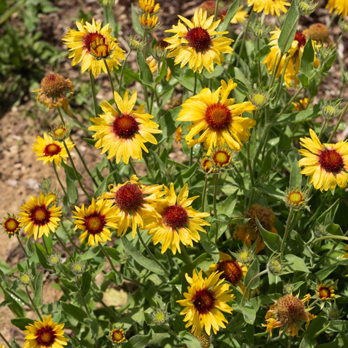 Kokardenblume ‘Amber Wheels’ - Gaillarde aristata Amber Wheels - Willemse