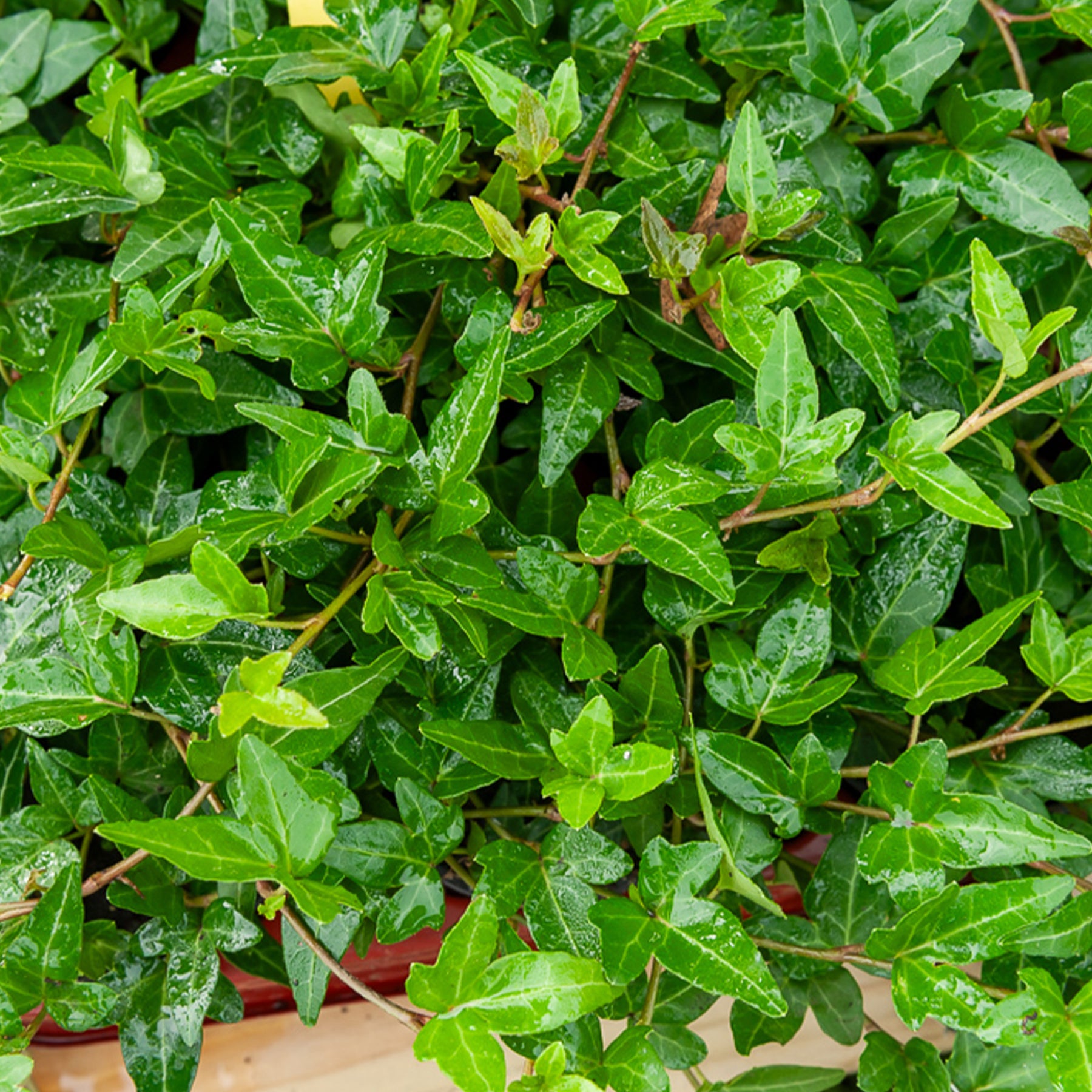 Efeu Shamrock - Hedera helix Shamrock - Willemse