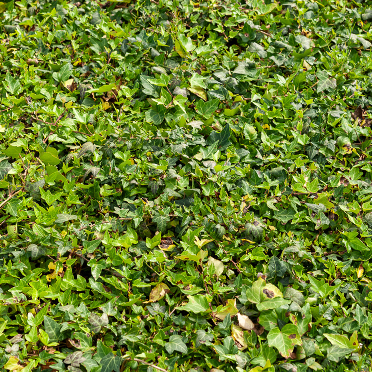 Efeu Shamrock - Willemse