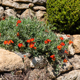 Sonnenröschen ‘Tomato Red’ - Willemse