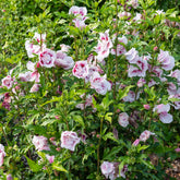 Hibiskus Starbust Chiffon® - Hibiscus syriacus Starburst Chiffon - Willemse