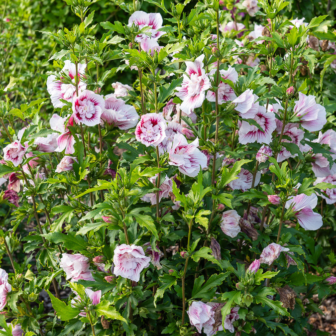 Hibiskus Starbust Chiffon® - Hibiscus syriacus Starburst Chiffon - Willemse