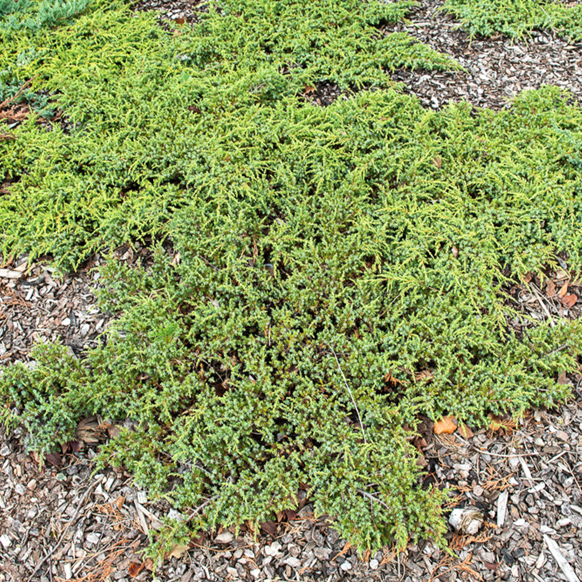 Gemeiner Wacholder Green Carpet - Juniperus communis Green Carpet - Willemse