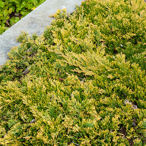 Kriech-Wacholder Golden Carpet - Willemse