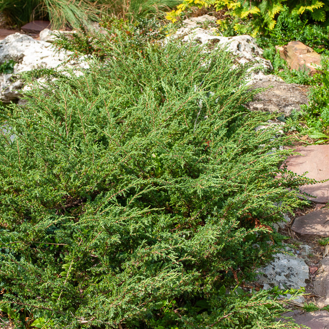 Kriech-Wacholder Wiltonii - Willemse