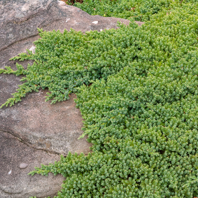 Zwerg-Wacholder Nana - Juniperus procumbens Nana - Willemse