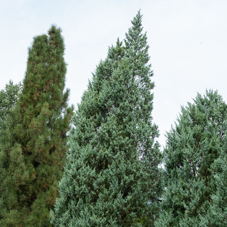 Felsen-Wacholder ‘Moonglow’ - Juniperus scopulorum Moonglow - Willemse