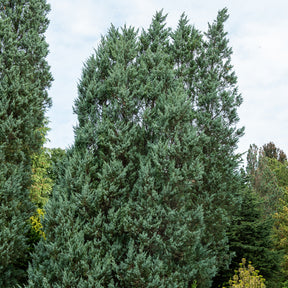 Felsen-Wacholder ‘Moonglow’ - Willemse