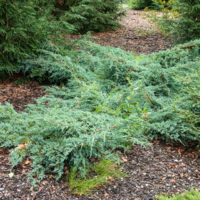 Blauer Kriech-Wacholder Blue Carpet - Willemse