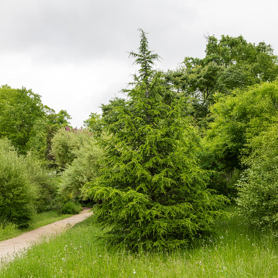 Europäische Lärche - Larix decidua - Willemse