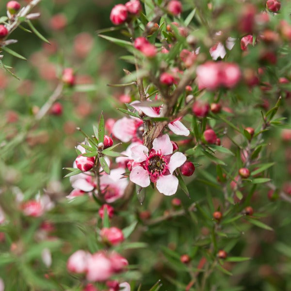 Teebaum 'Martinii' - Willemse