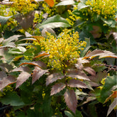 Mahonia aquifolium Apollo - Mahonie Apollo - Mahonia - Mahonie