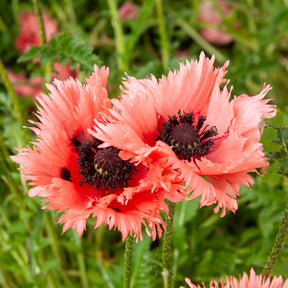 Orientalischer Mohn Forncett Summer - Willemse