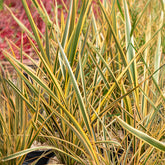 Neuseeländischer Flachs Golden Ray - Phormium tenax Golden Ray - Willemse