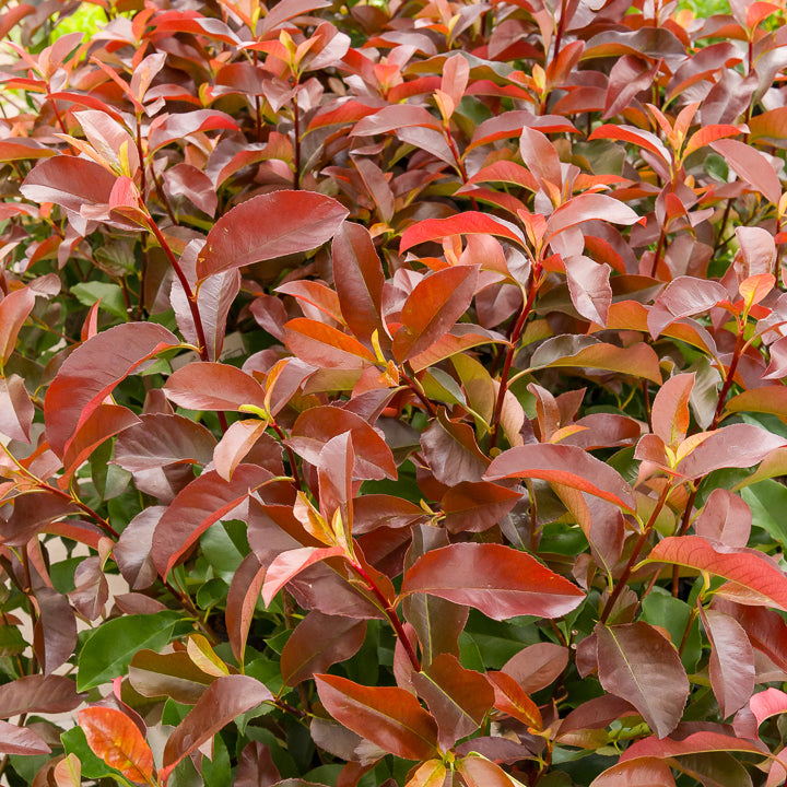 Glanzmispel ‘Camilvy’ - Photinia x fraseri Camilvy - Willemse