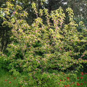 Chinesische Quitte - Pseudocydonia sinensis - Willemse
