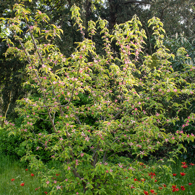 Chinesische Quitte - Pseudocydonia sinensis - Willemse