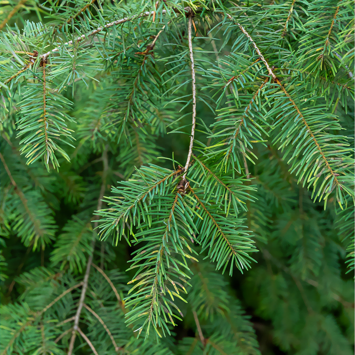Douglasie - Pseudotsuga menziesii - Willemse