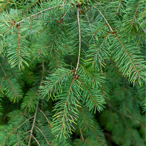 Douglasie - Pseudotsuga menziesii - Willemse