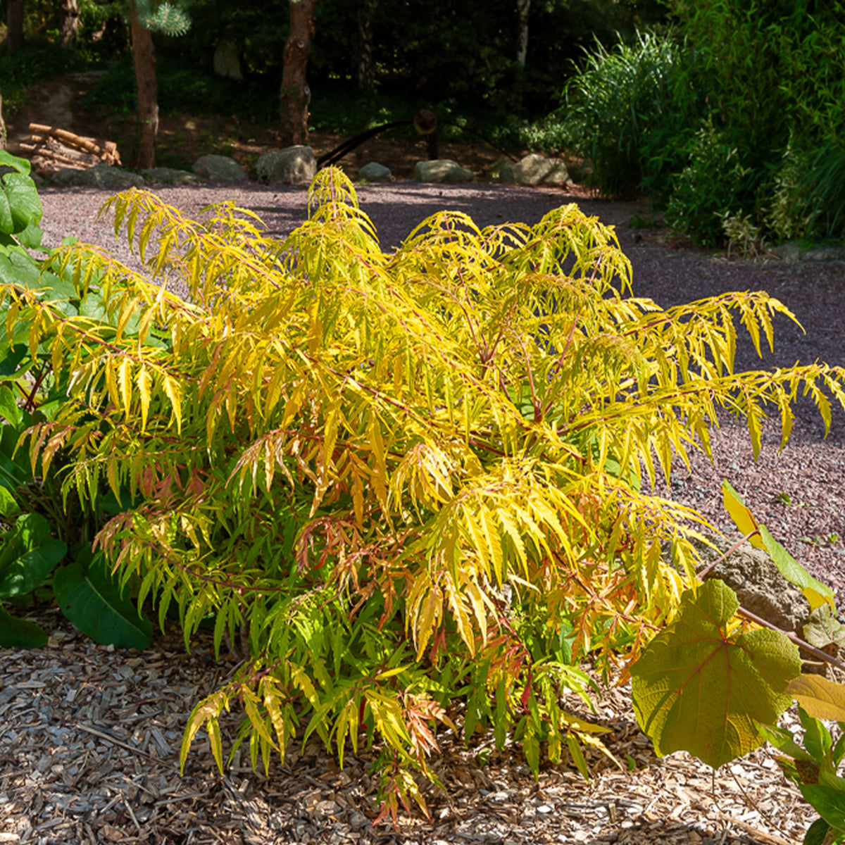 Essigbaum Tiger Eyes - Willemse