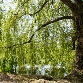 Salix babylonica - Trauerweide - Weide