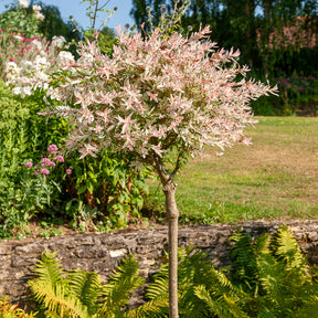 Harlekinweide auf Stamm - Flamingo - Salix integra Flamingo - Willemse