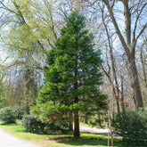 Sequoiadendron giganteum - Riesenmammutbaum - Nadelbäume