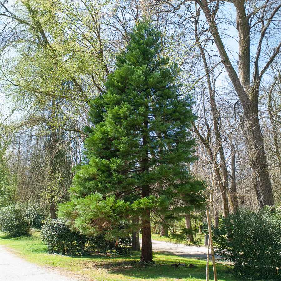 Sequoiadendron giganteum - Riesenmammutbaum - Nadelbäume