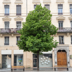 Krim-Linde Euchlora - Tilia europaea Euchlora - Willemse