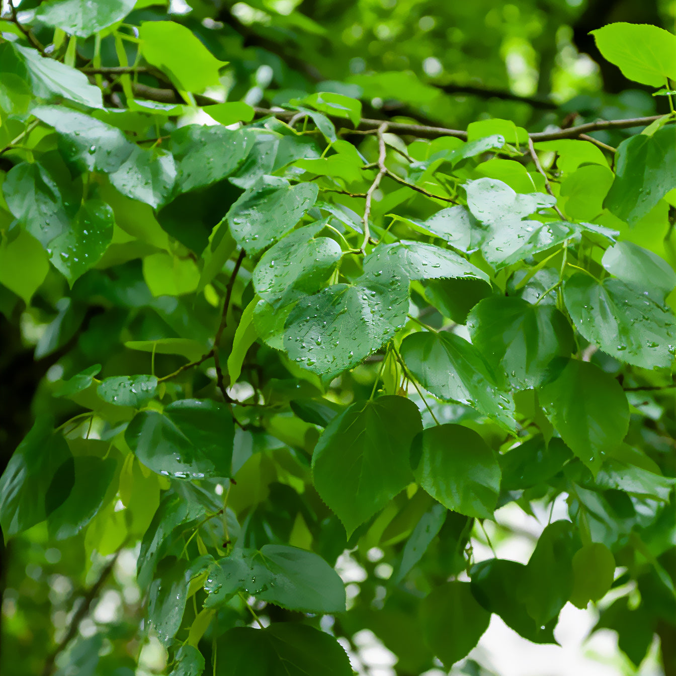 Krim-Linde Euchlora - Willemse