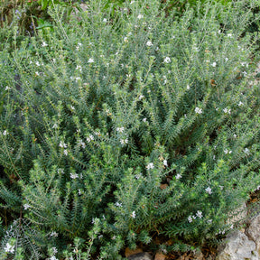 Australischer Rosmarin - Willemse