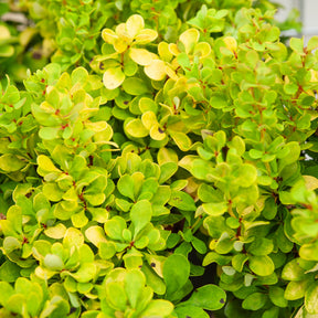 Thunberger Berberitze Golden Rocket - Berberis thunbergii Golden Rocket - Willemse