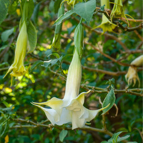 Engelstrompete weiß - Brugmansia arborea - Willemse